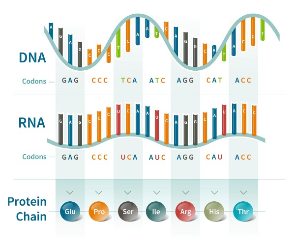 DNA-Images-Codons