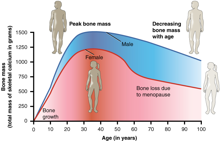 aging bone changes 1443441314825