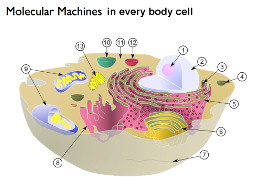 body cell