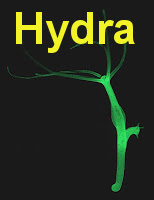 hydra
