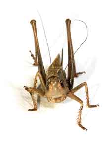 locust