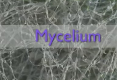 mycelium10