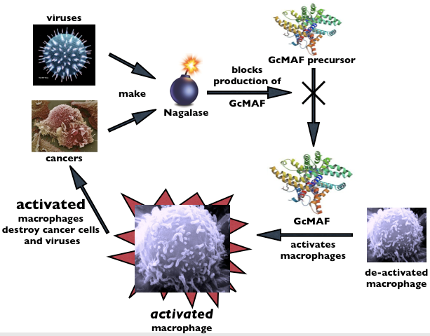 nagalase-gcmaf-loop_2